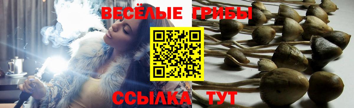 Псилоцибиновые грибы мухоморы Саянск
